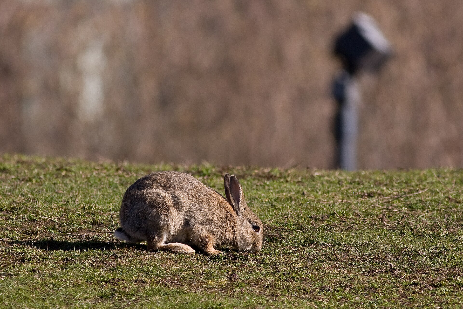 Konijn (Oryctolagus cuniculus).