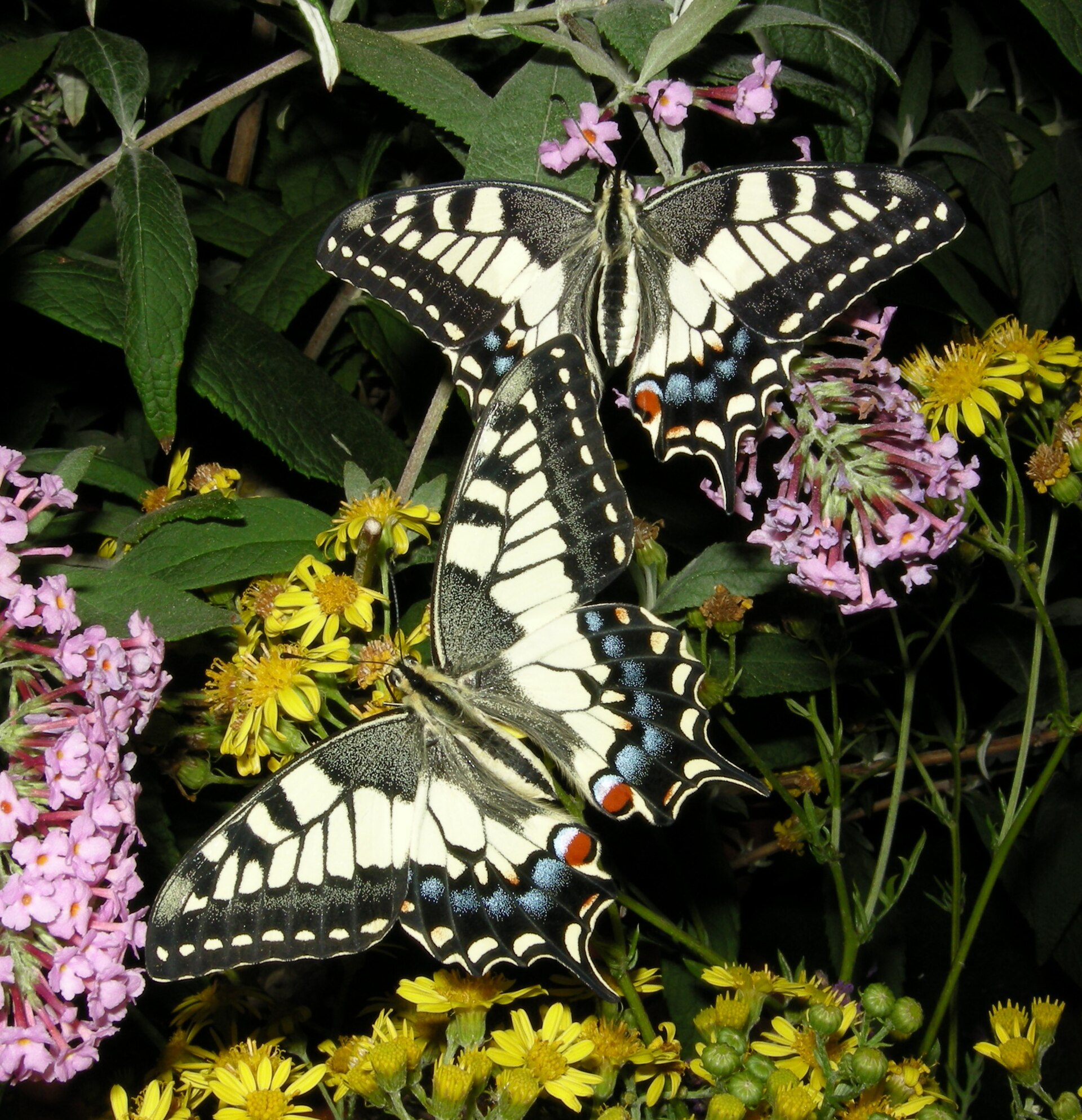 Koninginnenpage in de omgeving van de foto (Papilio machaon).