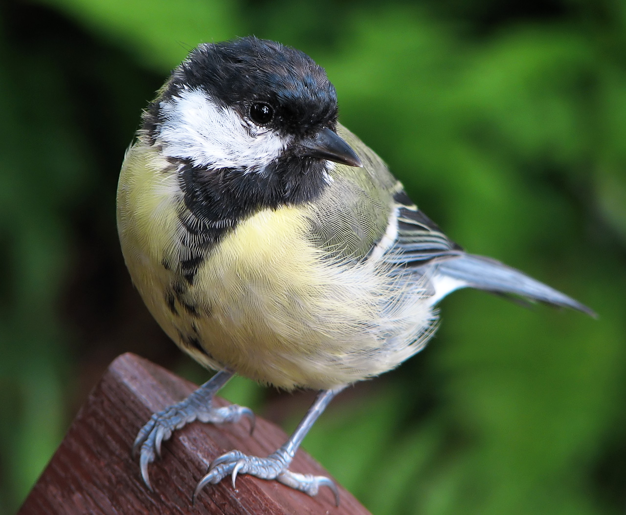 Koolmees (Parus major).