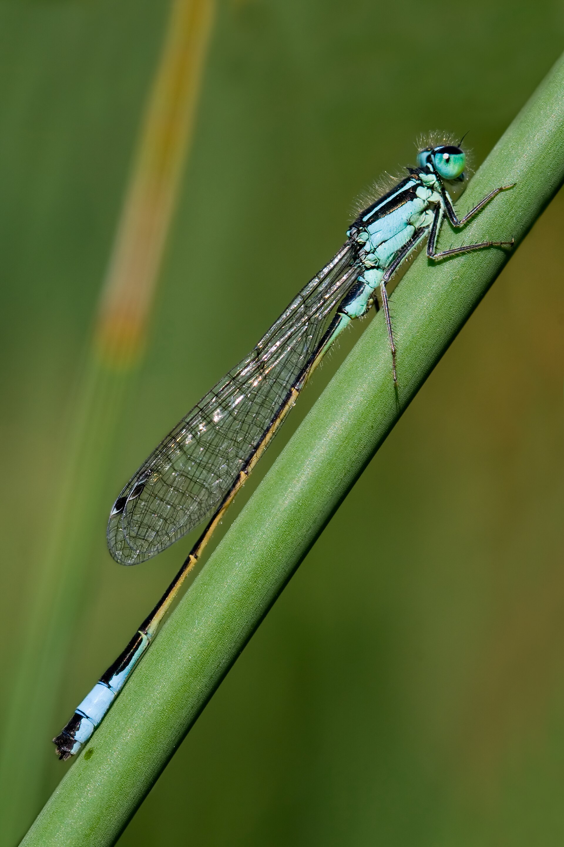 Lantaarntje in de omgeving van de foto (Ischnura elegans).
