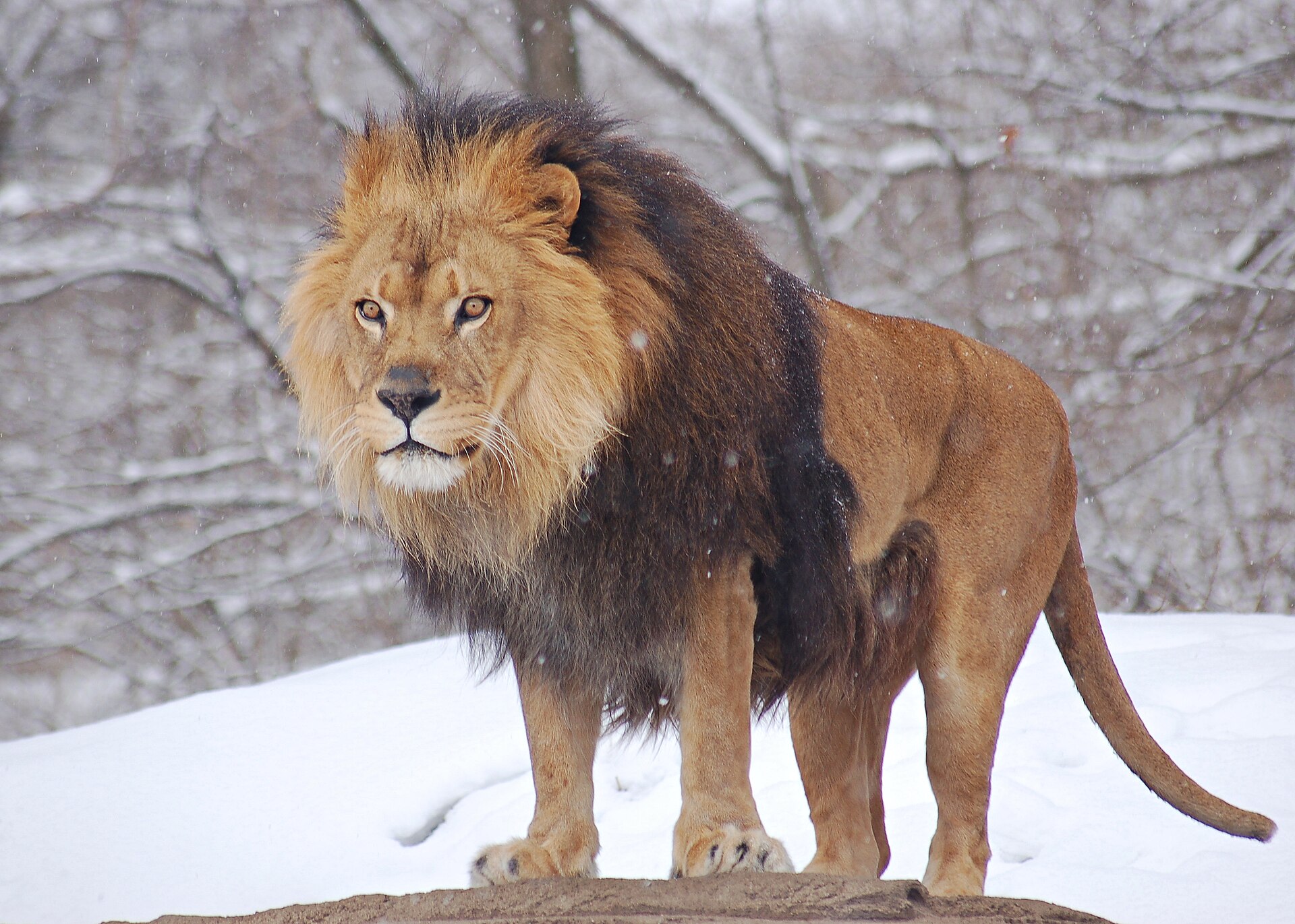 Leeuw (Panthera leo).