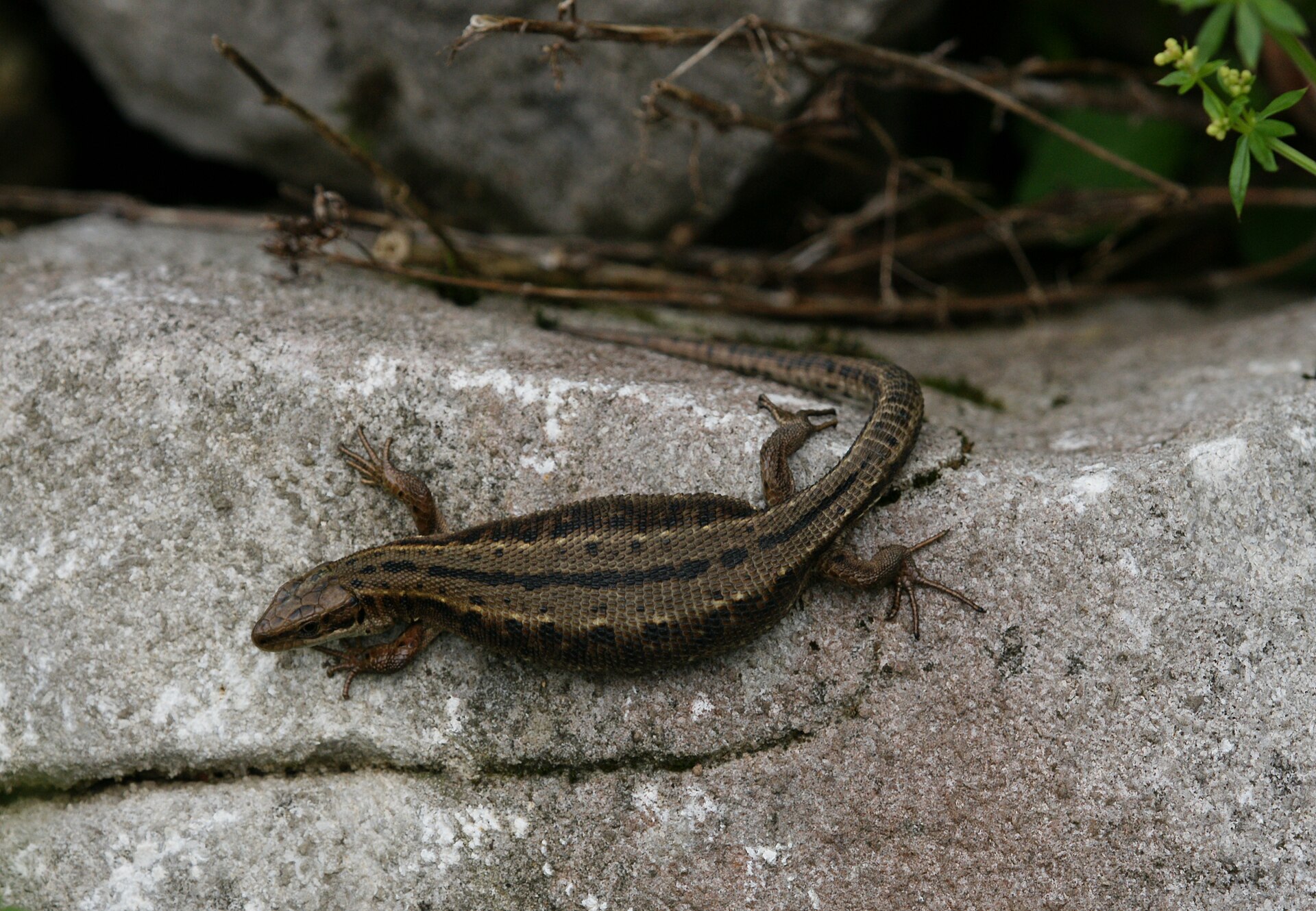 Levendbarende hagedis in de omgeving van de foto (Zootoca vivipara).