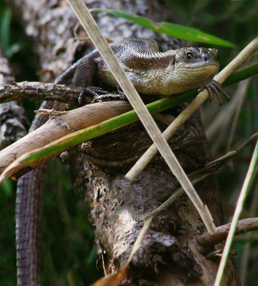 Levendbarende hagedis (Zootoca vivipara).