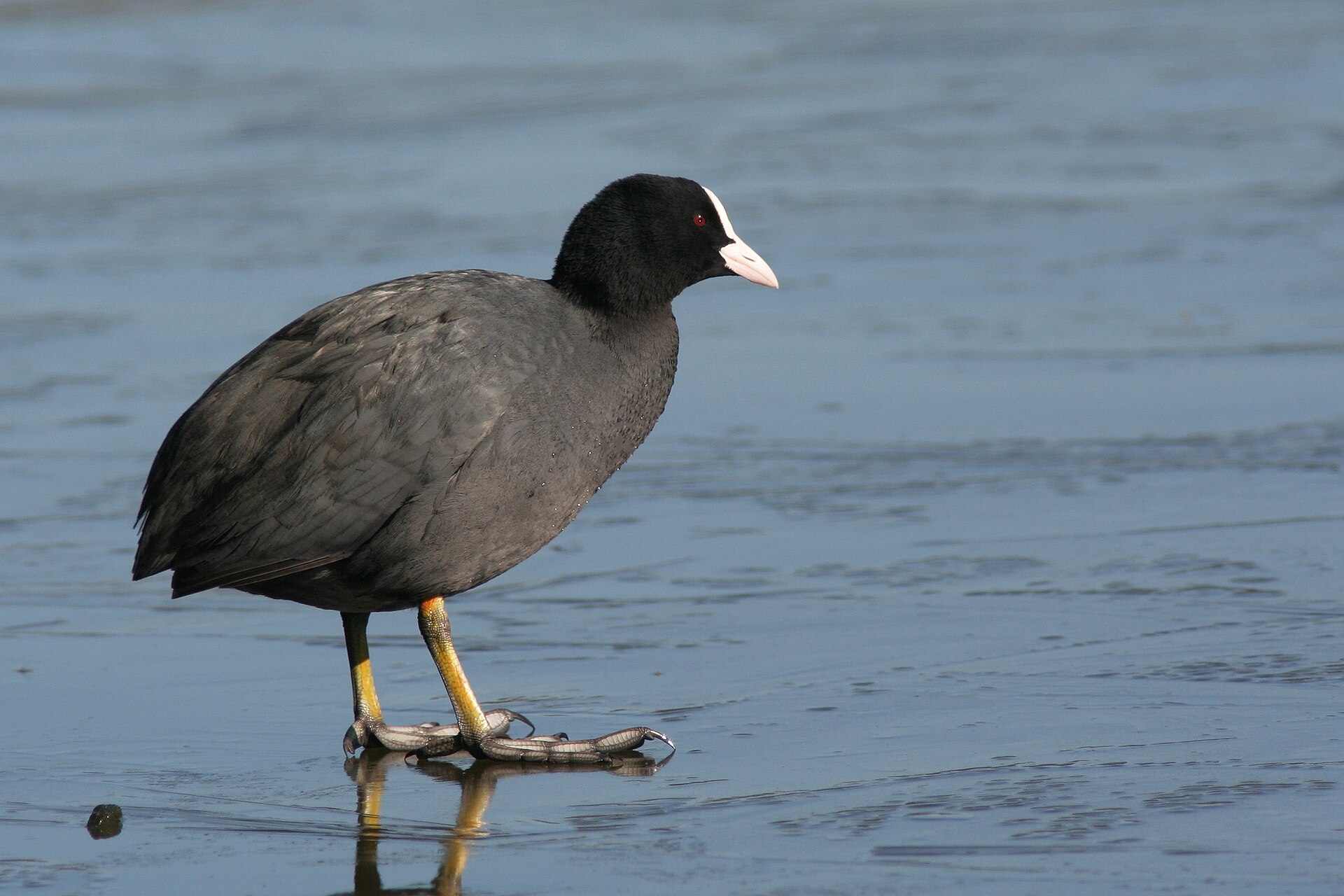 Meerkoet (Fulica atra).
