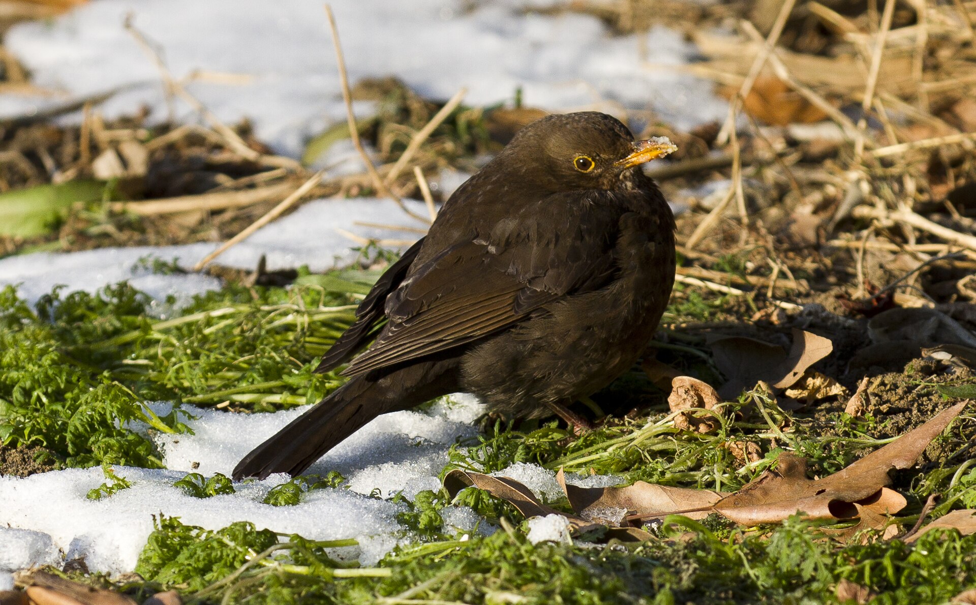 Merel in de omgeving van de foto (Turdus merula).