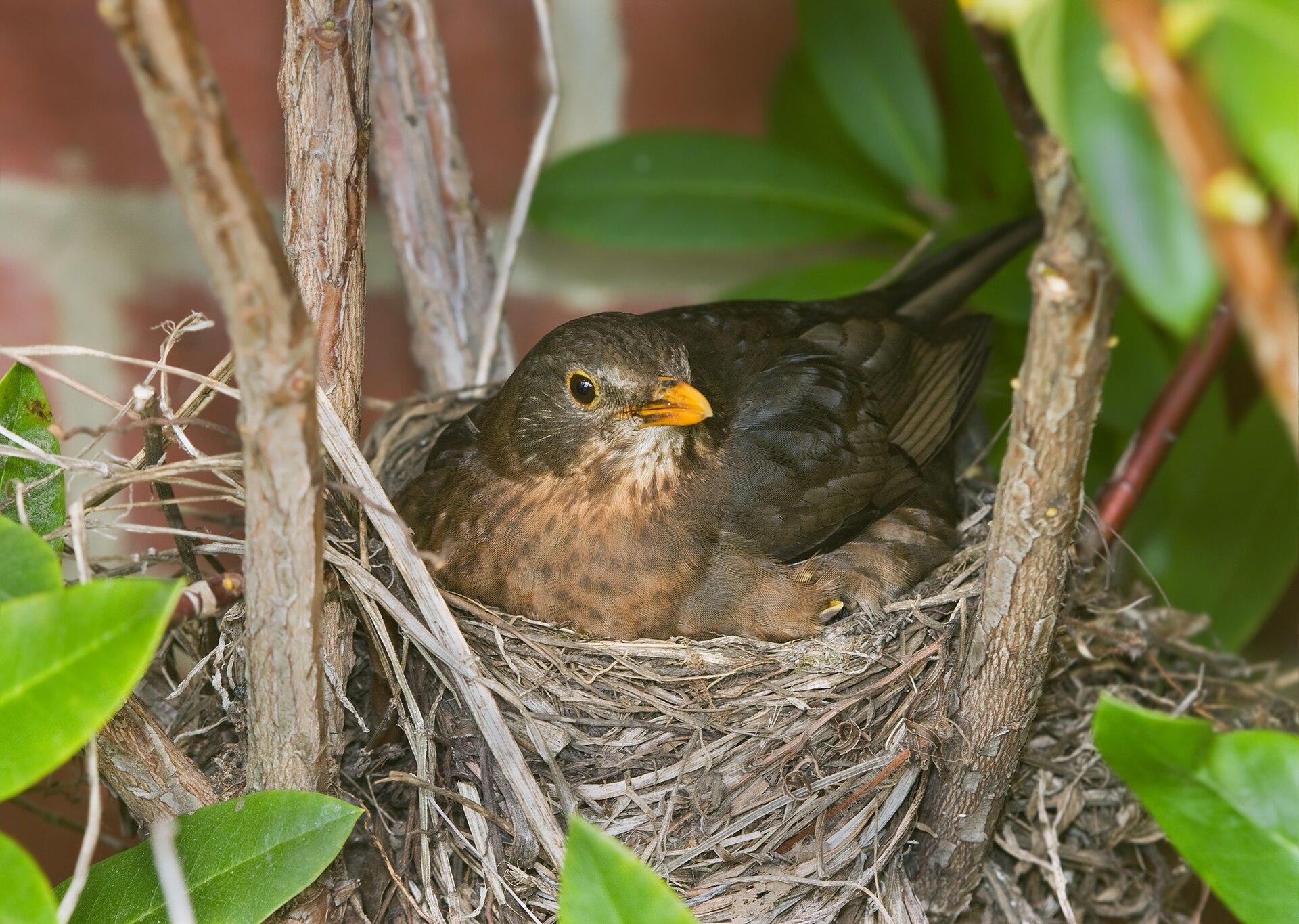 Merel (Turdus merula).