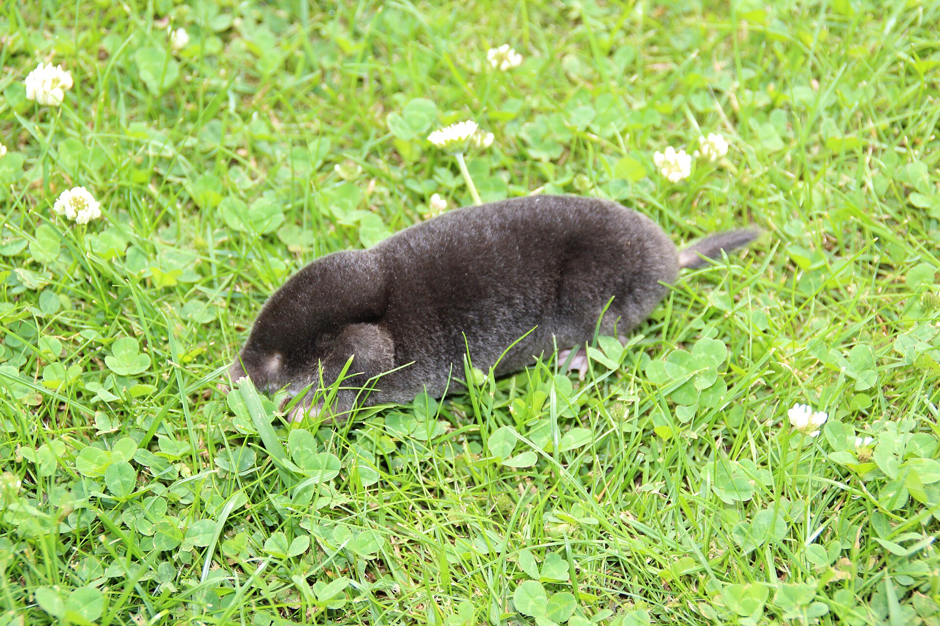 Mol (Talpa europaea).