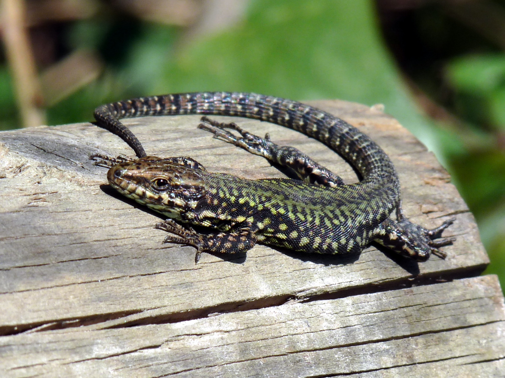 Muurhagedis in de omgeving van de foto (Podarcis muralis).