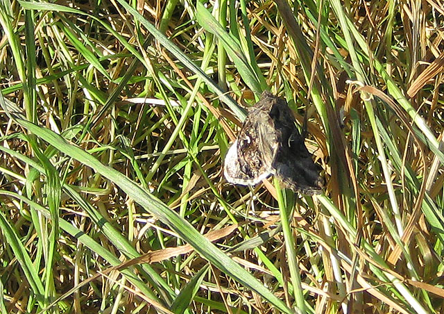 Nachtpauwoog (Saturnia pavonia).