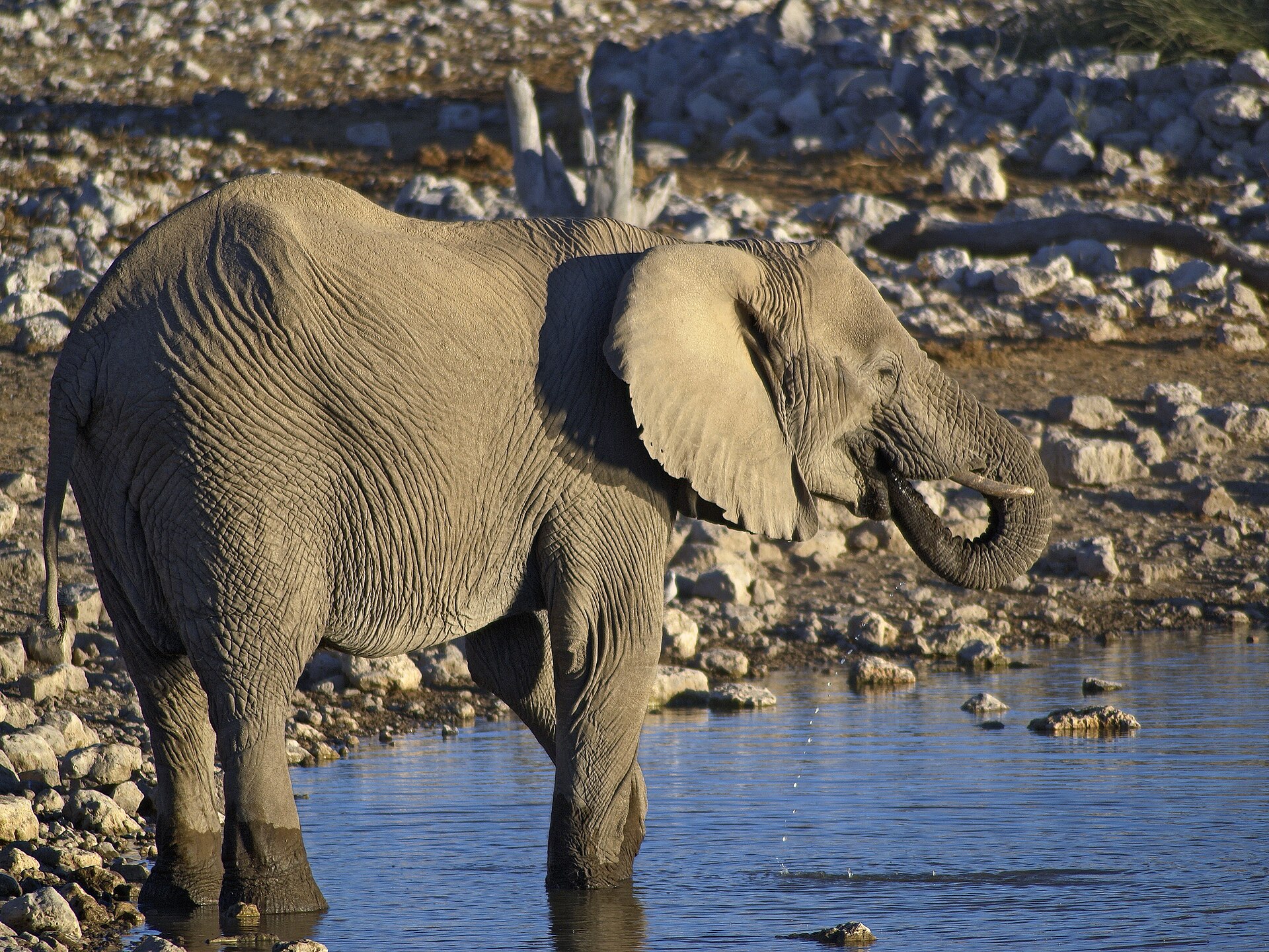 Afrikaanse savanneolifant in de omgeving van de foto (Loxodonta africana).