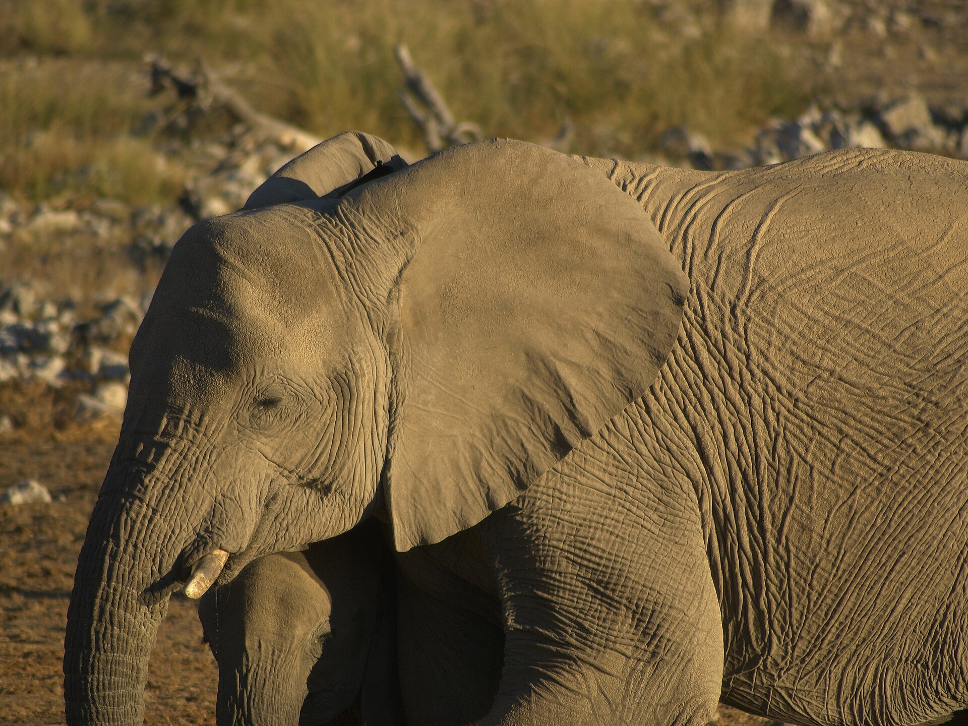 Afrikaanse savanneolifant (Loxodonta africana).