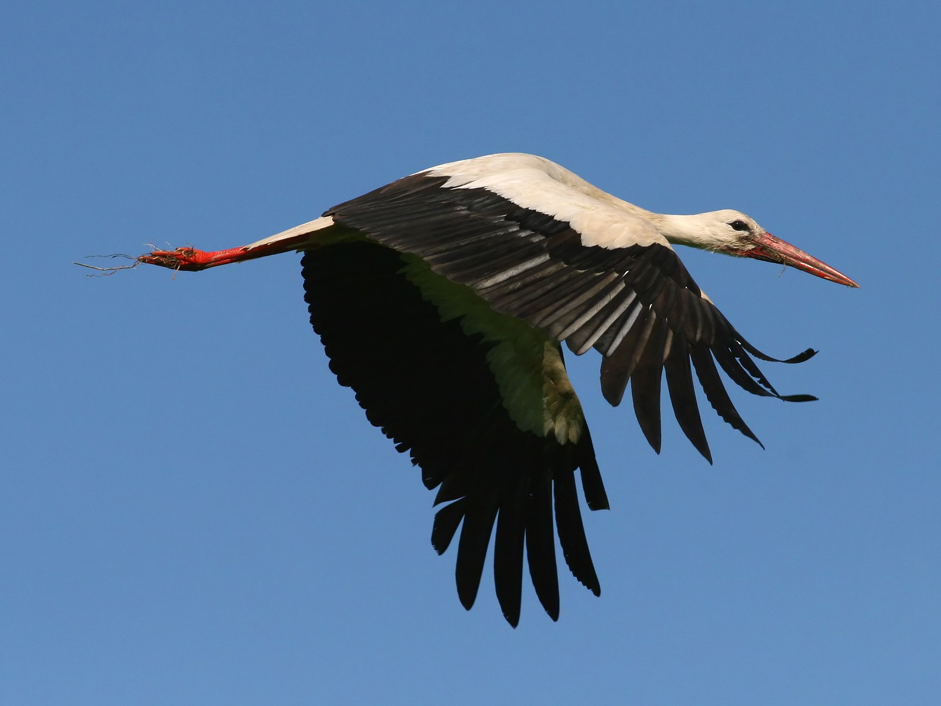 Ooievaar (Ciconia ciconia).