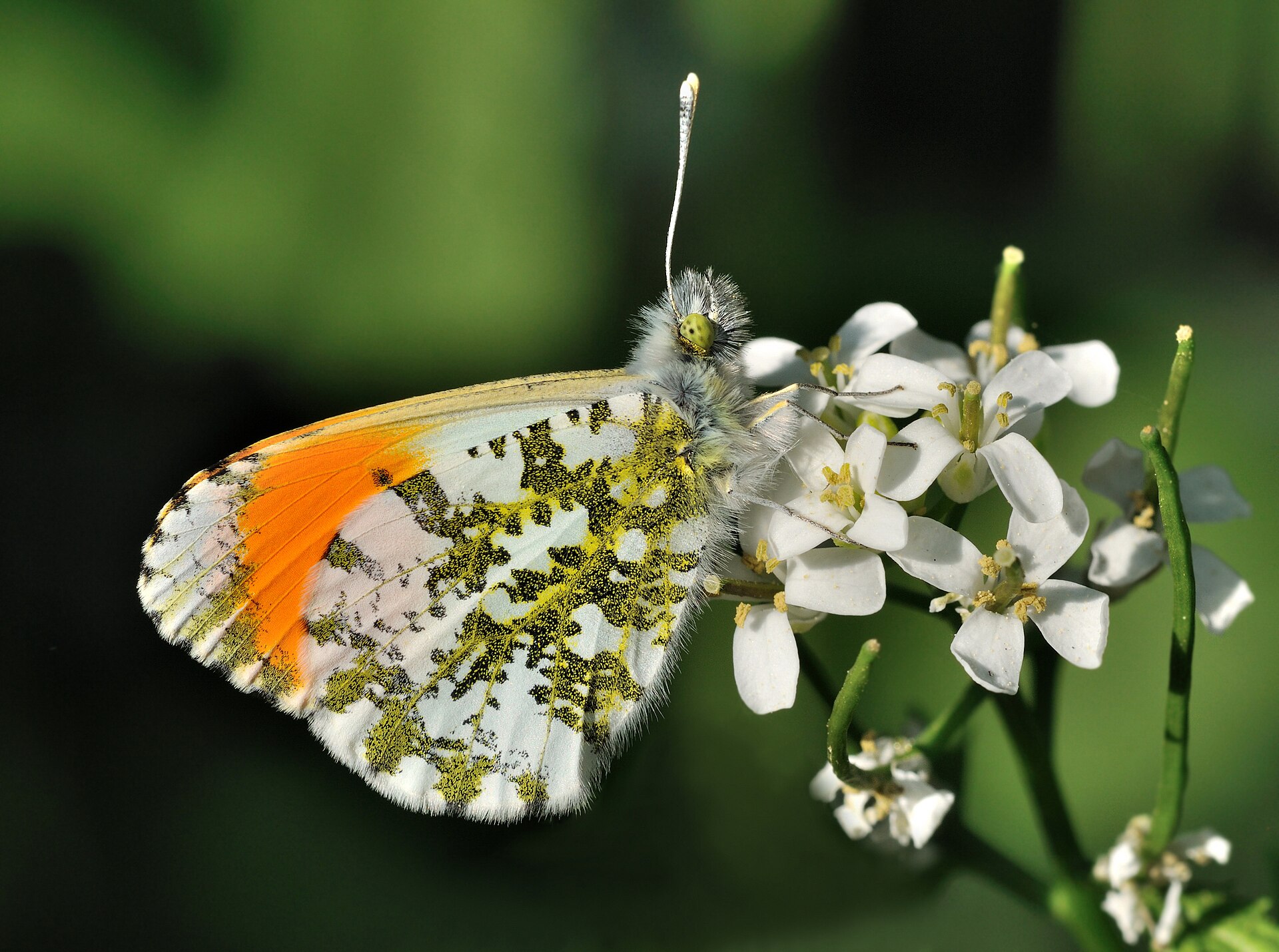 Oranjetipje in de omgeving van de foto (Anthocharis cardamines).