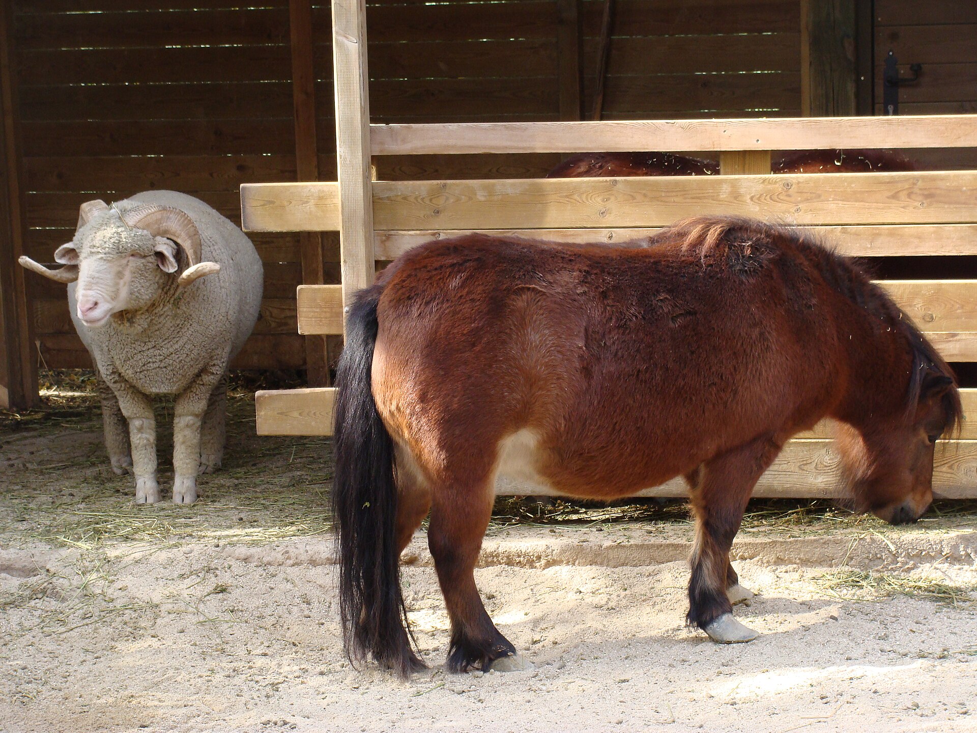 Paard (Equus caballus).