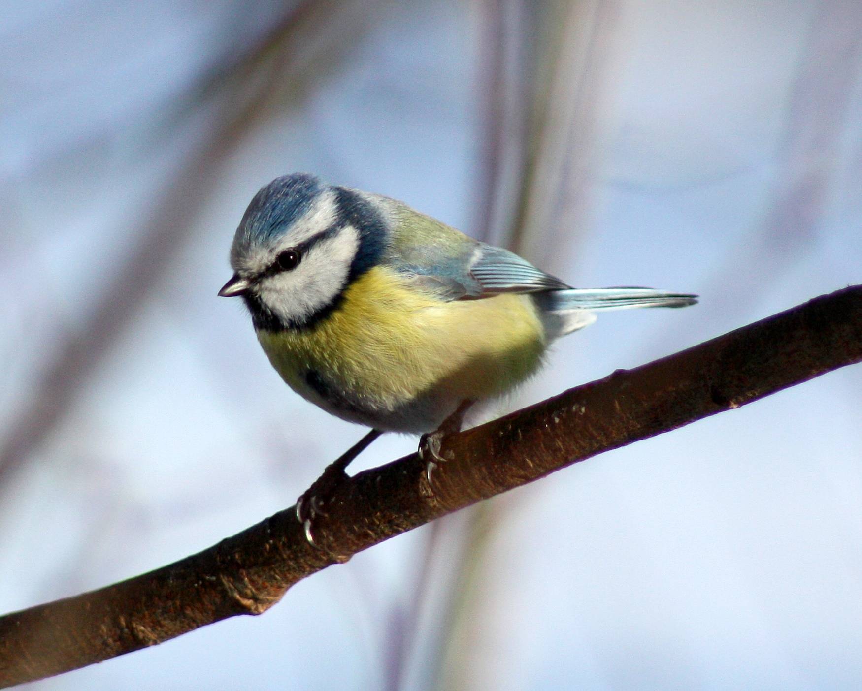 Pimpelmees in de omgeving van de foto (Cyanistes caeruleus).