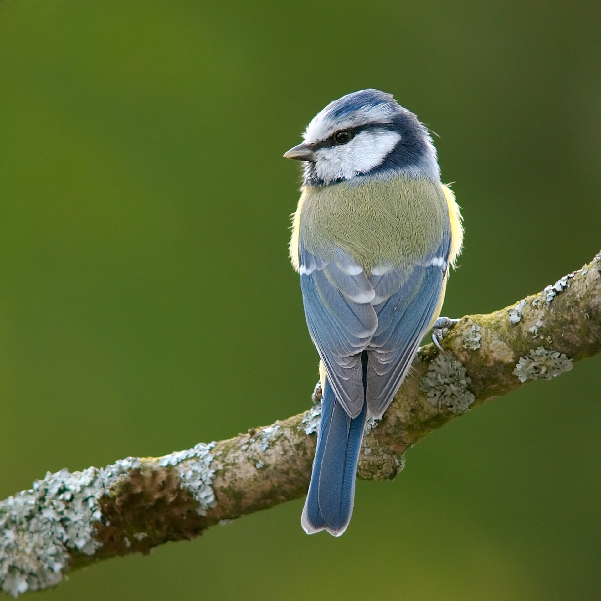Pimpelmees (Cyanistes caeruleus).