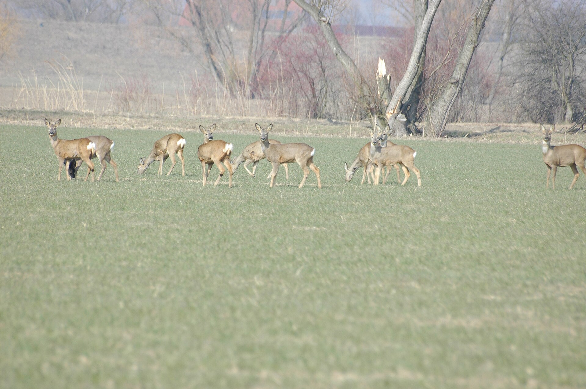 Ree (Capreolus capreolus).