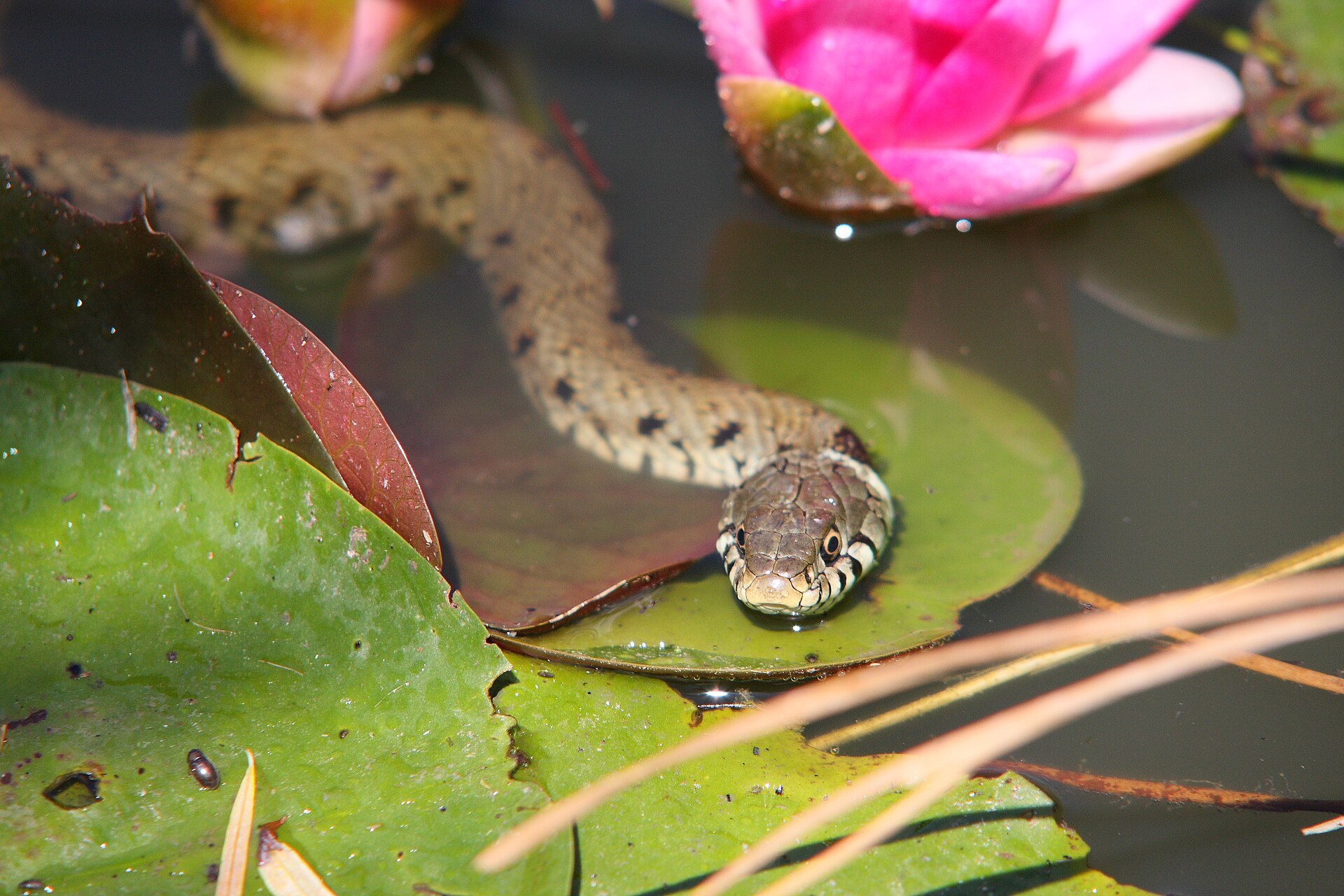 Ringslang (Natrix helvetica).