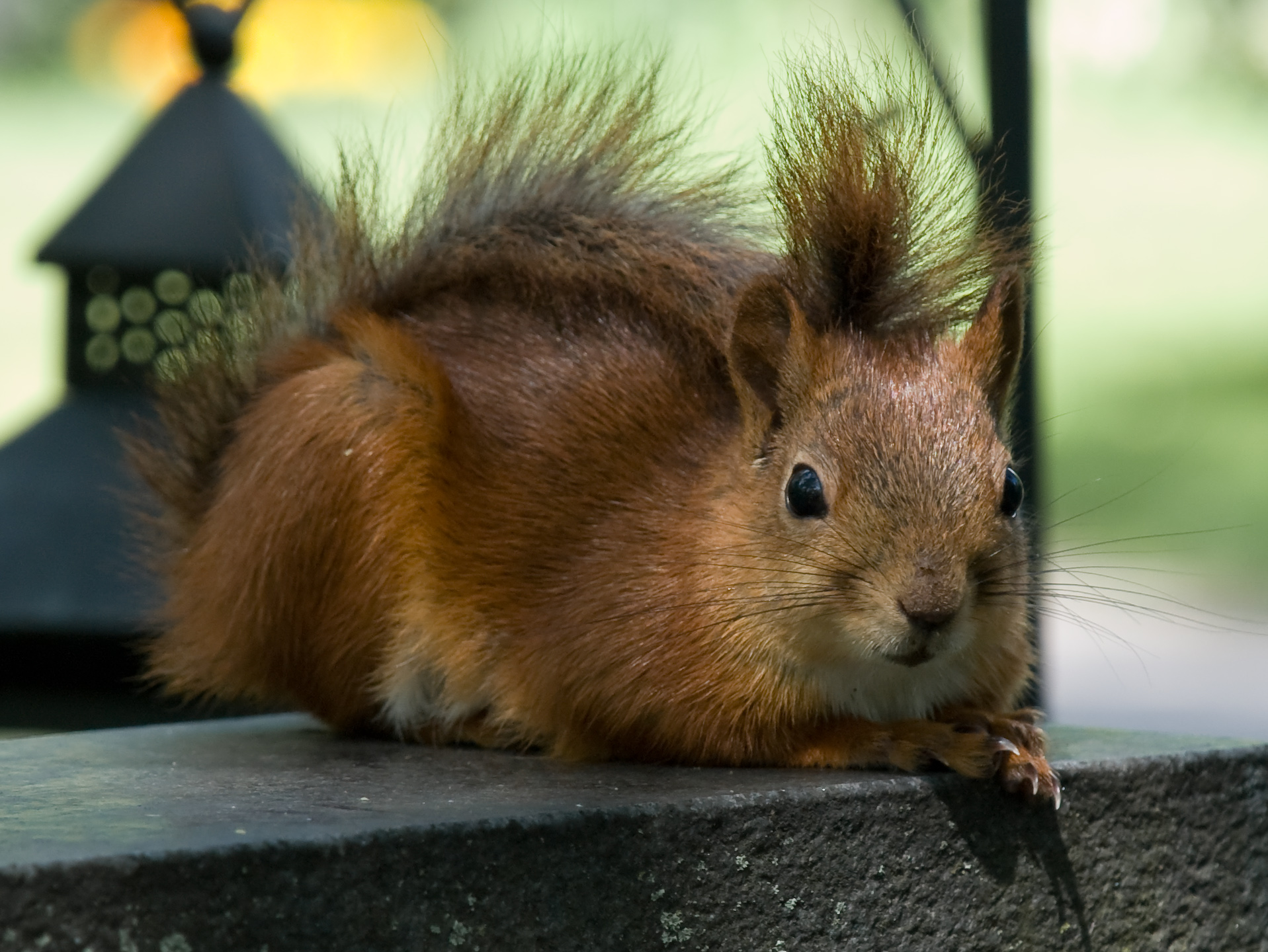Rode eekhoorn in de omgeving van de foto (Sciurus vulgaris).