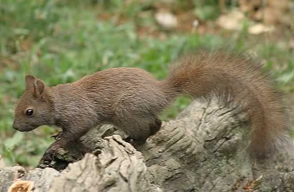 Rode eekhoorn (Sciurus vulgaris).