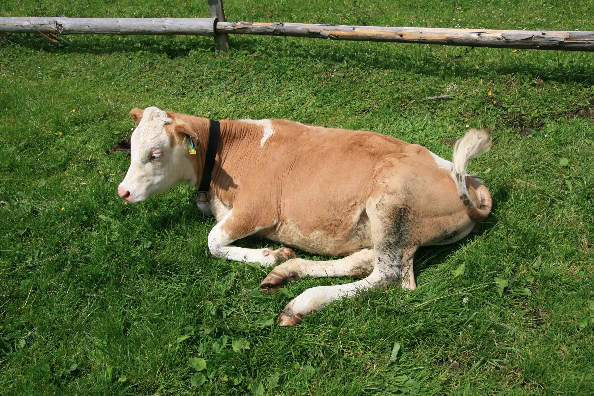 Rund in de omgeving van de foto (Bos taurus).