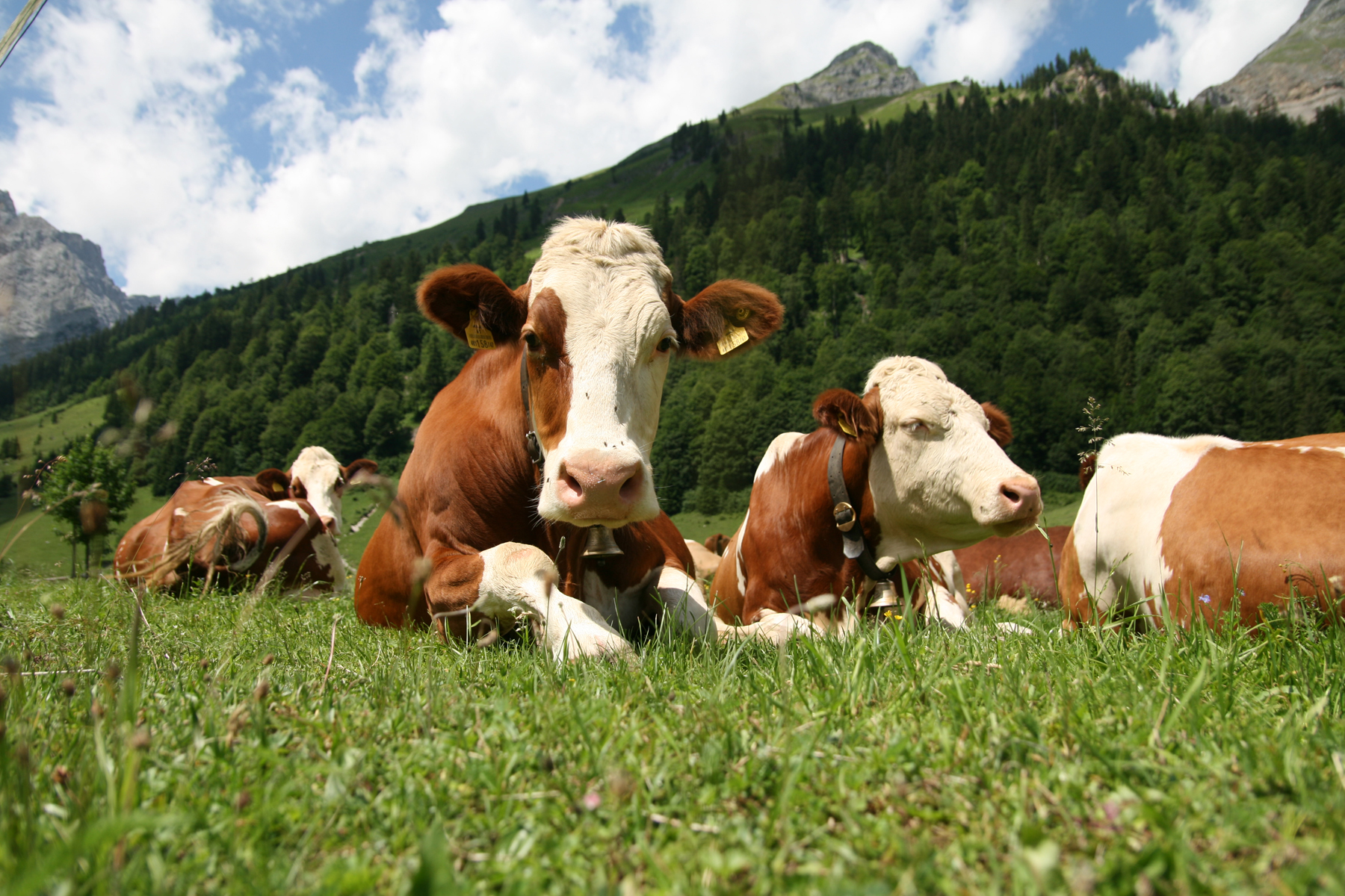 Rund (Bos taurus).