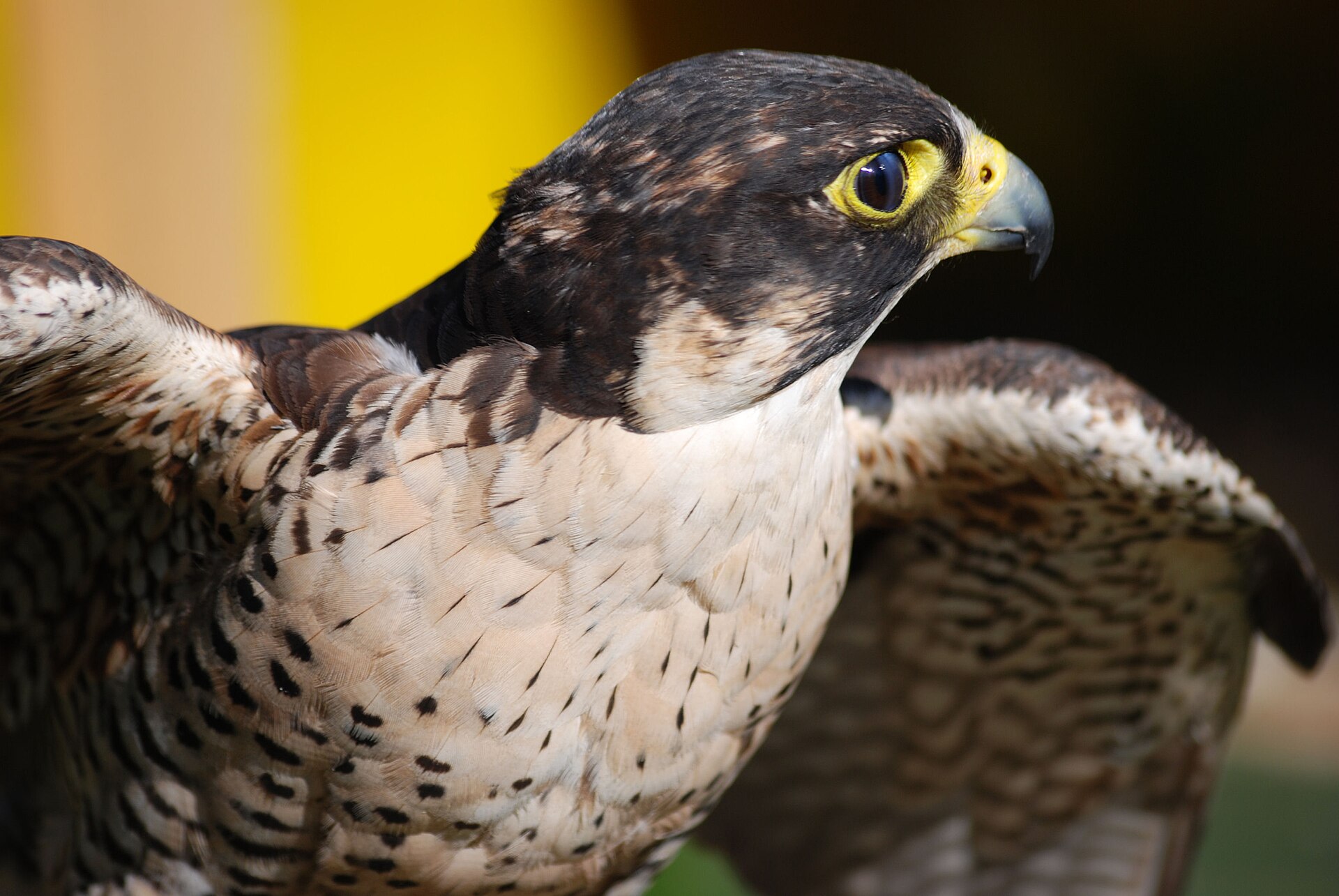 Slechtvalk (Falco peregrinus).