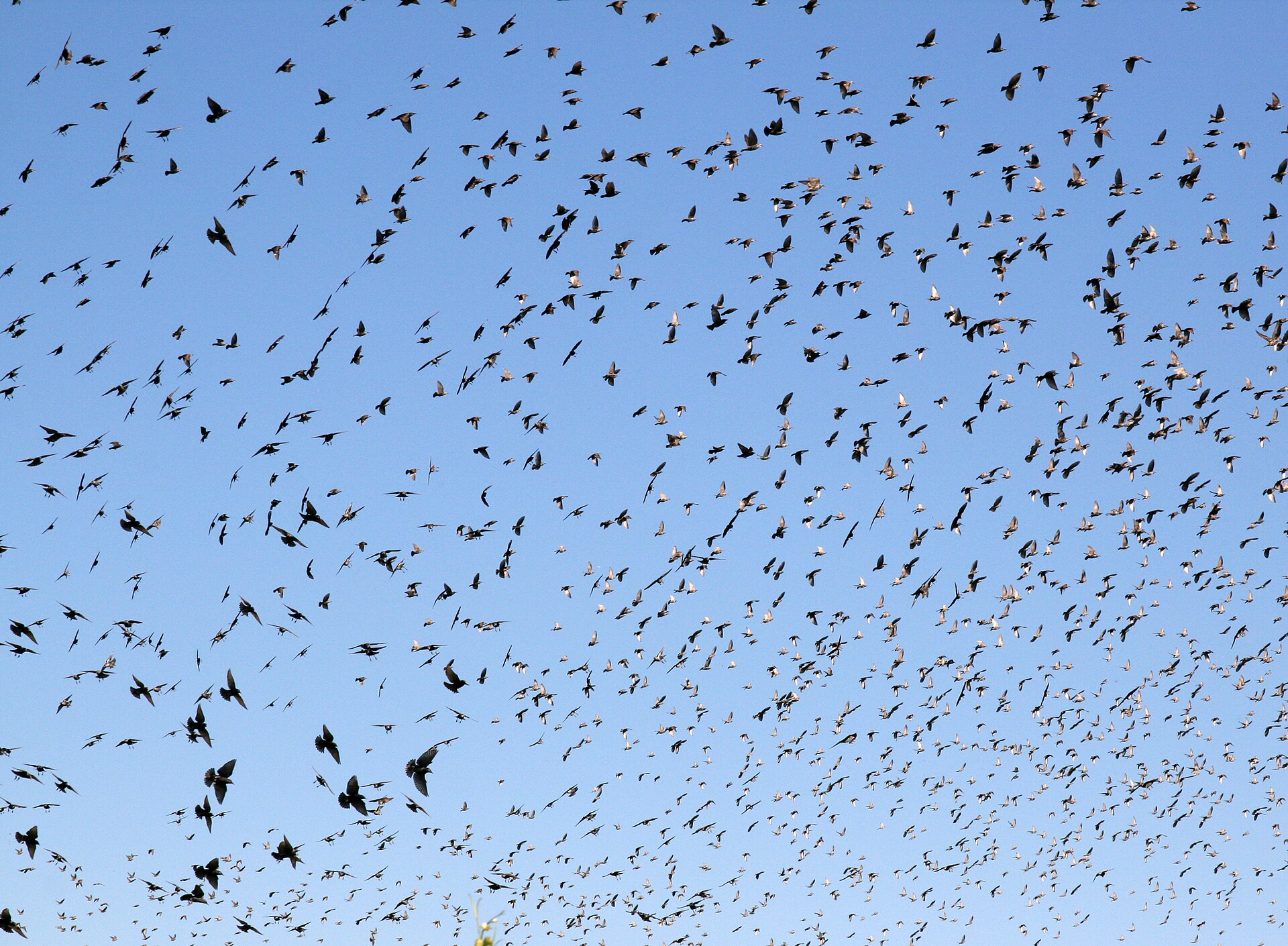 Spreeuw in de omgeving van de foto (Sturnus vulgaris).