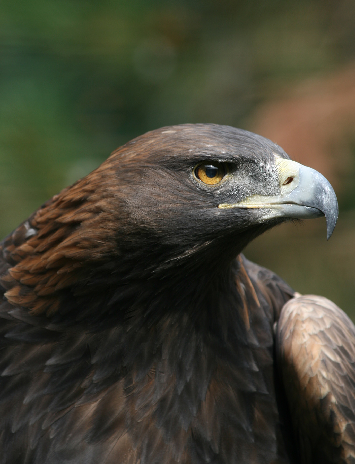 Steenarend (Aquila chrysaetos).