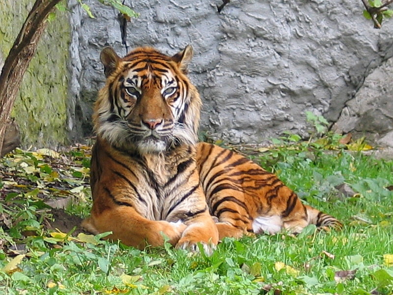 Tijger (Panthera tigris).
