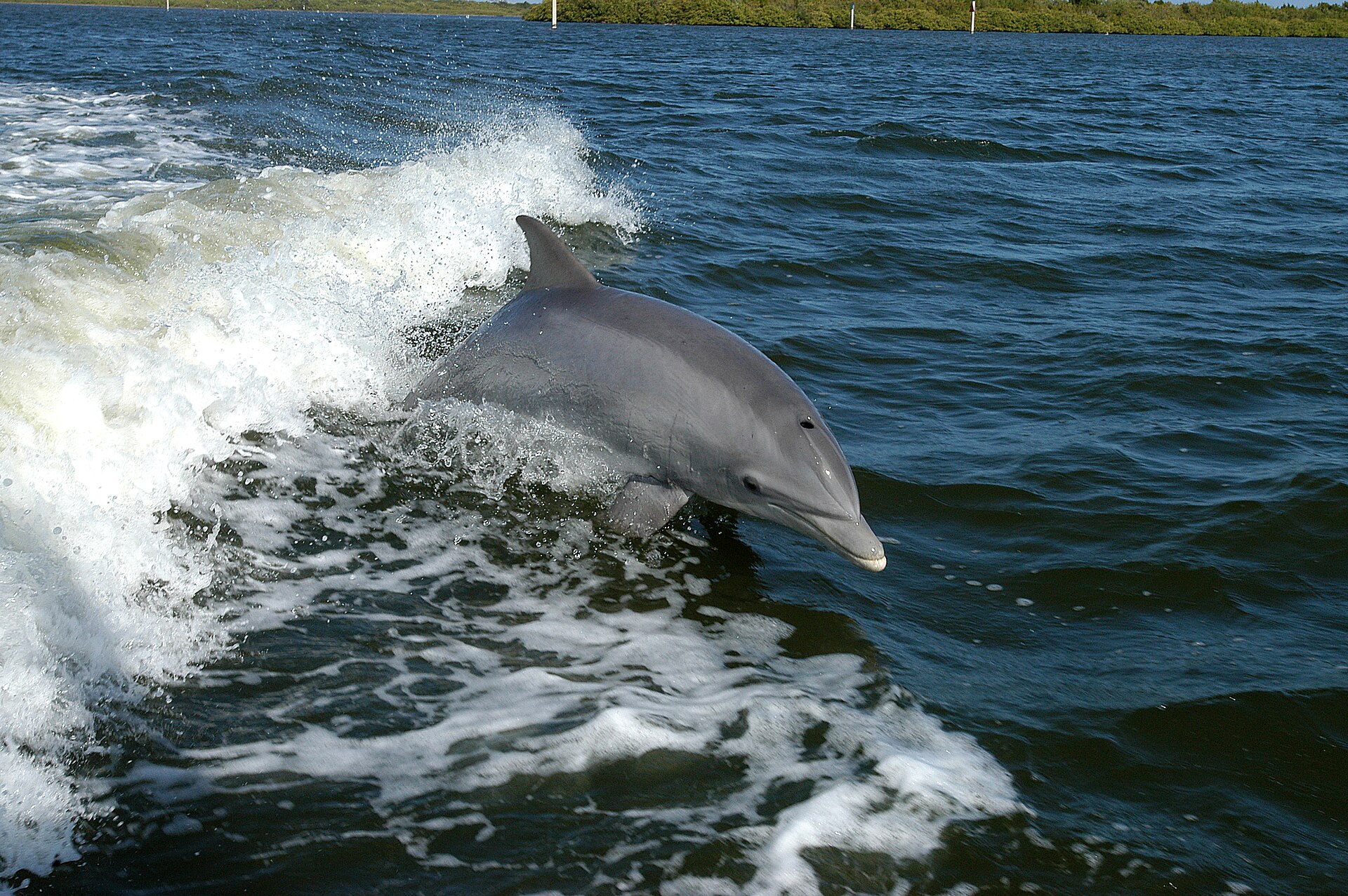 Tuimelaar (Tursiops truncatus).