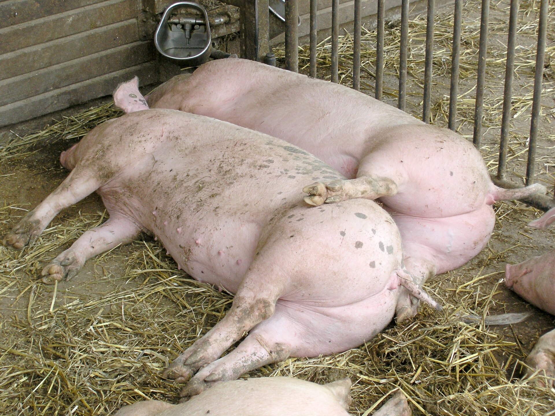 Varken (Sus domesticus).