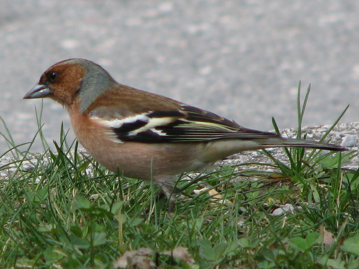 Vink in de omgeving van de foto (Fringilla coelebs).