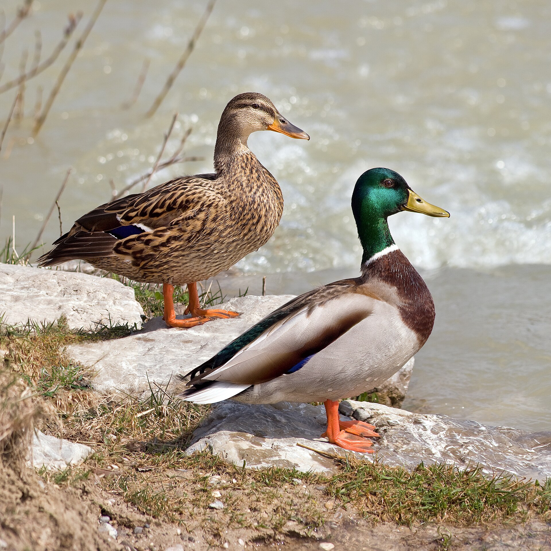 Wilde eend in de omgeving van de foto (Anas platyrhynchos).