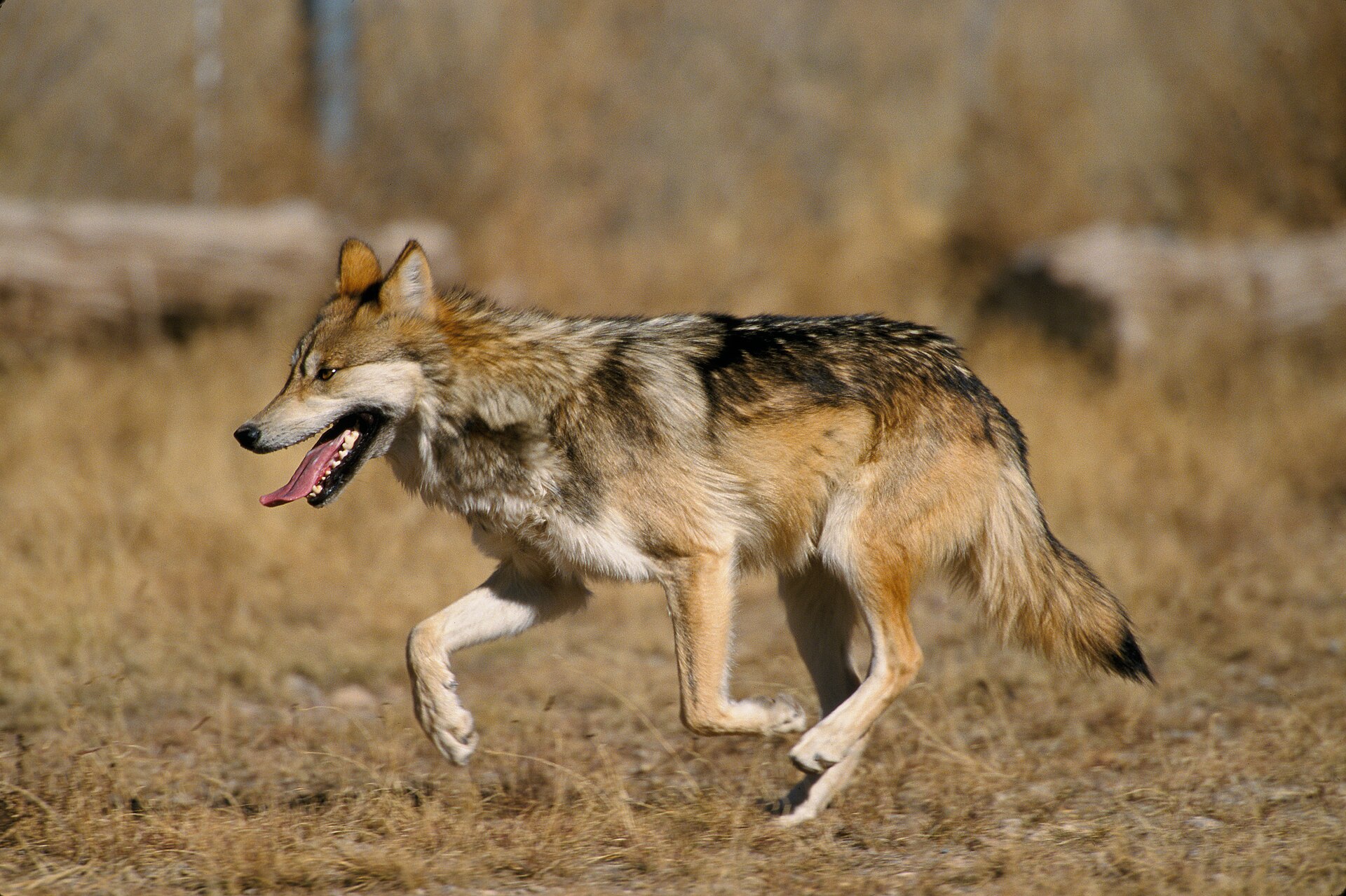Wolf in de omgeving van de foto (Canis lupus).