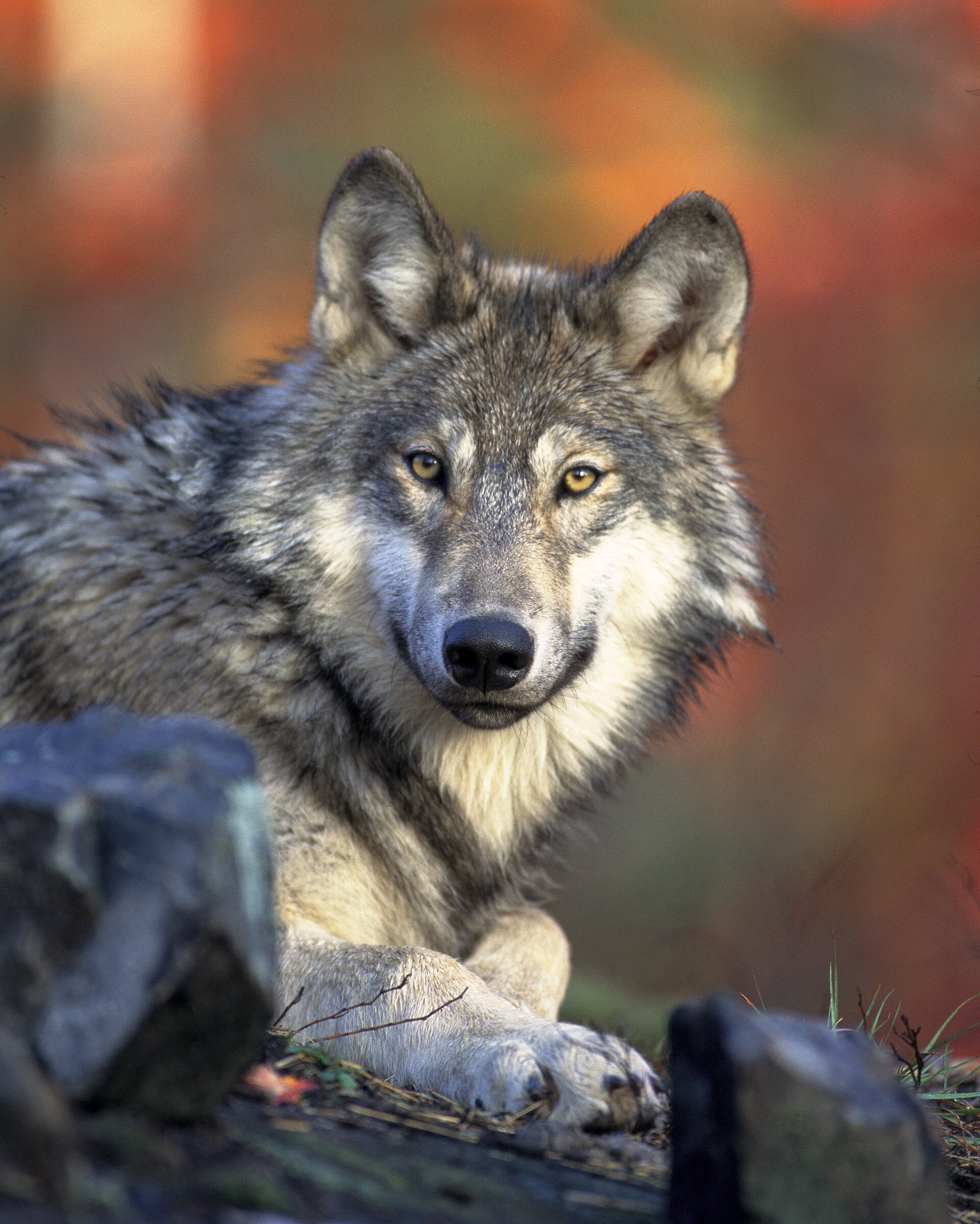 Wolf (Canis lupus).
