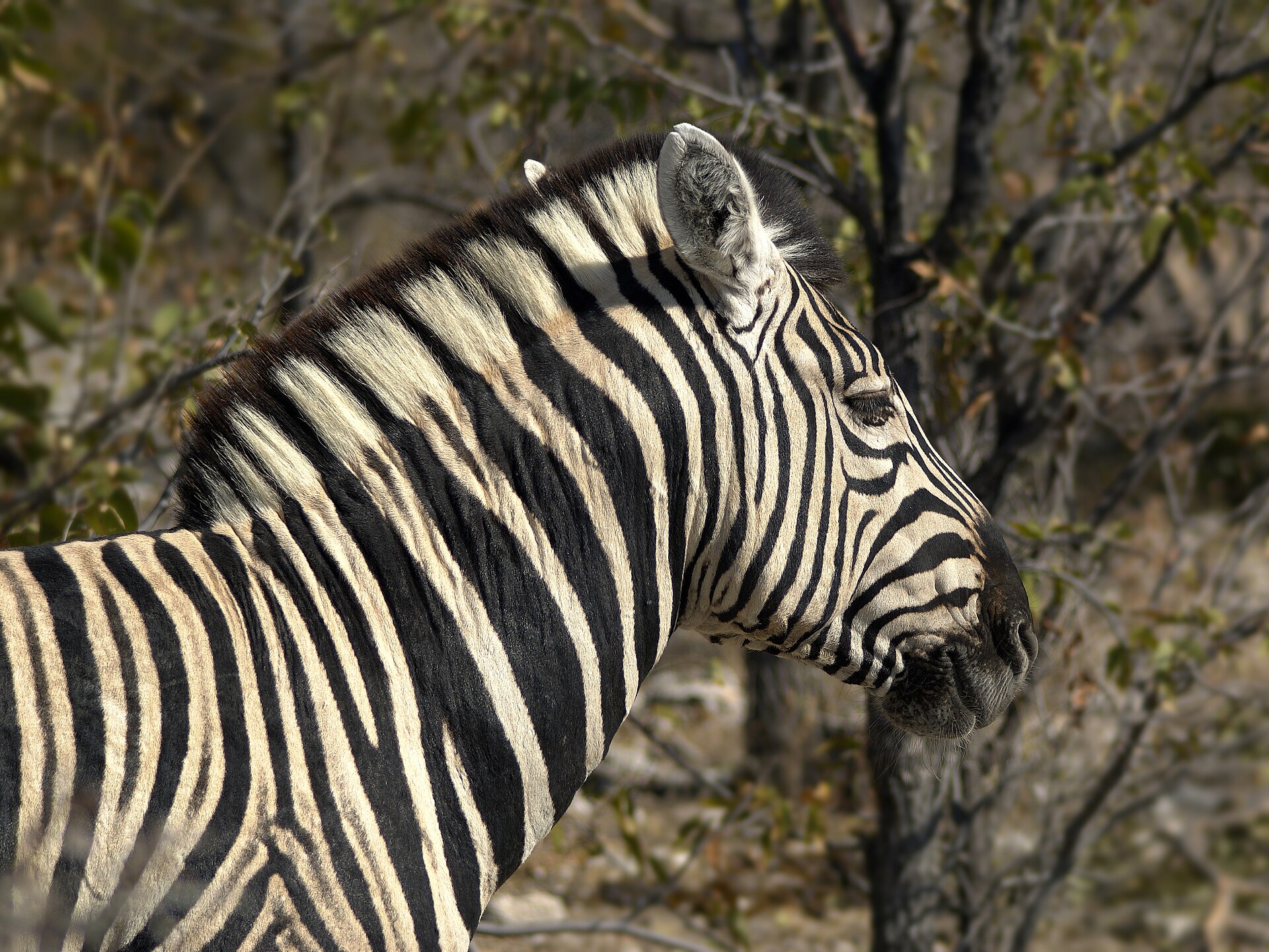 Steppezebra (Equus quagga).