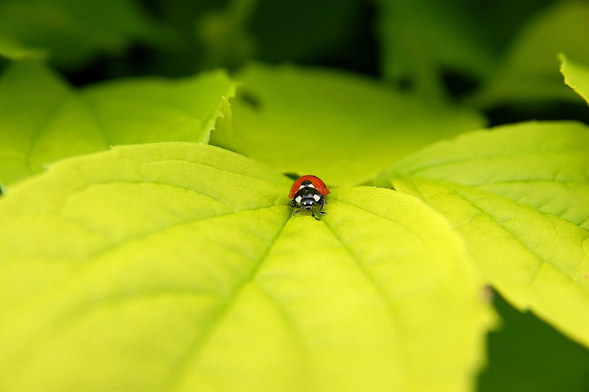 Zevenstippelig lieveheersbeestje (Coccinella septempunctata).